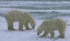 2 Polar Bears on Ice.jpg (29000 bytes)