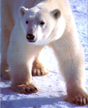 polarbig.jpg (21985 bytes)